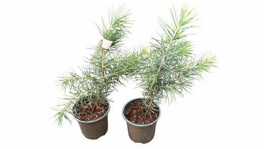 Cedro do Himalaia, cedro chorão, Cedrus deodara