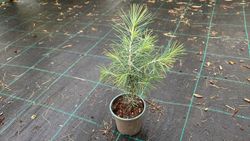 Cedro do Himalaia, cedro chorão, Cedrus deodara