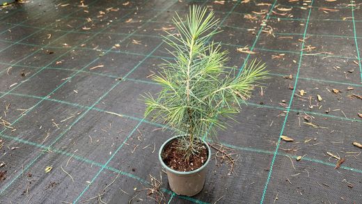 Cedro do Himalaia, cedro chorão, Cedrus deodara