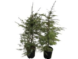 Cedro do Himalaia, cedro chorão, Cedrus deodara