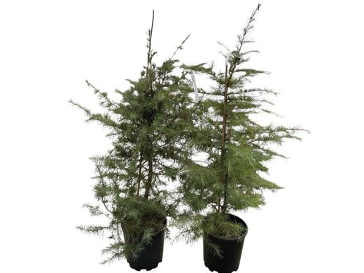 Cedro do Himalaia, cedro chorão, Cedrus deodara