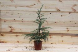 Cedro do Himalaia, cedro chorão, Cedrus deodara