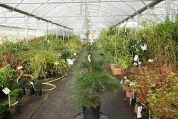Cedro del himalaya, Cedrus deodara en maceta