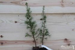 Cèdre du Liban - Cedrus libani