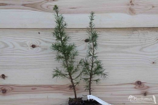 Cèdre du Liban - Cedrus libani