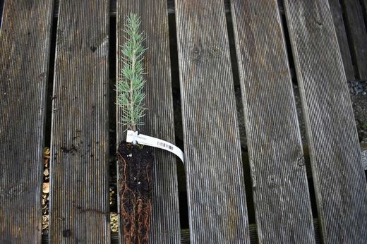 Cèdre du Liban - Cedrus libani