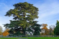 Cèdre du Liban - Cedrus libani