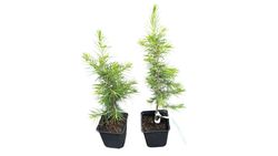 Cèdre du Liban - Cedrus libani