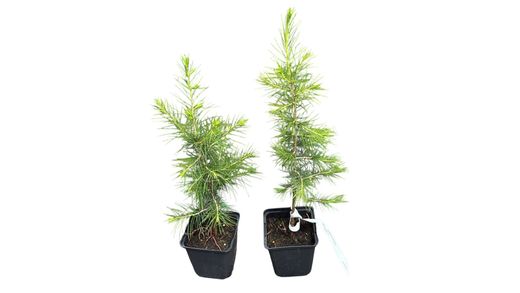 Cèdre du Liban - Cedrus libani