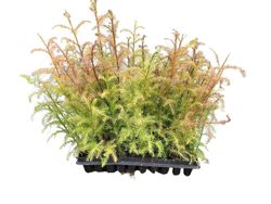 Cedro japonés, Cryptomeria japonica