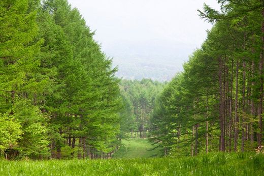 Cedro japonés, Cryptomeria japonica