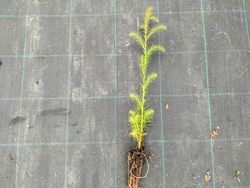 Cedro japonés, Cryptomeria japonica