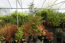 Cedro del japón, Cryptomeria japonica "Elegans Viridis"