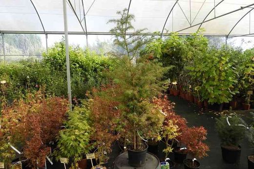 Cedro del japón, Cryptomeria japonica "Elegans Viridis"