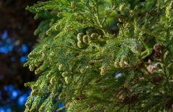 Cedro del japón, Cryptomeria japonica "Elegans Viridis"