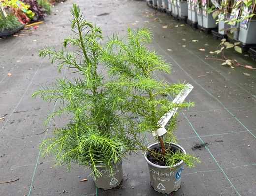 Cèdre du Japon, Cryptomeria japonica "Elegans Viridis"