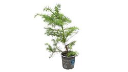 Cèdre du Japon, Cryptomeria japonica "Elegans Viridis"