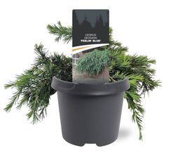 Cedrus deodara "Feelin Blue"
