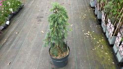 Cedrus deodara "Feelin Blue"