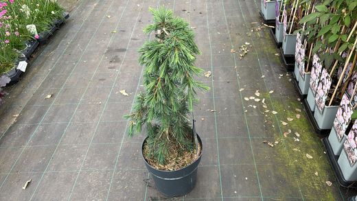Cedrus deodara "Feelin Blue"