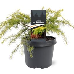 Cedrus deodara "Golden Horizon"