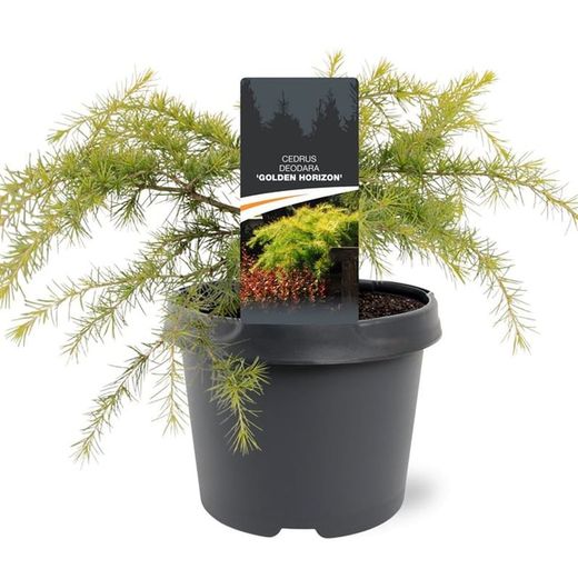 Cedrus deodara "Golden Horizon"