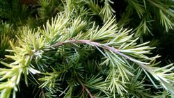 Cedrus deodara "Golden Horizon"
