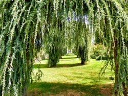 Cedrus deodara Pendula