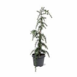 Cedrus deodara Pendula