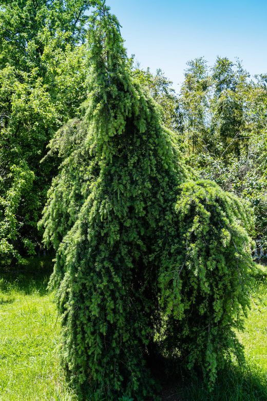 Cedrus deodara Pendula