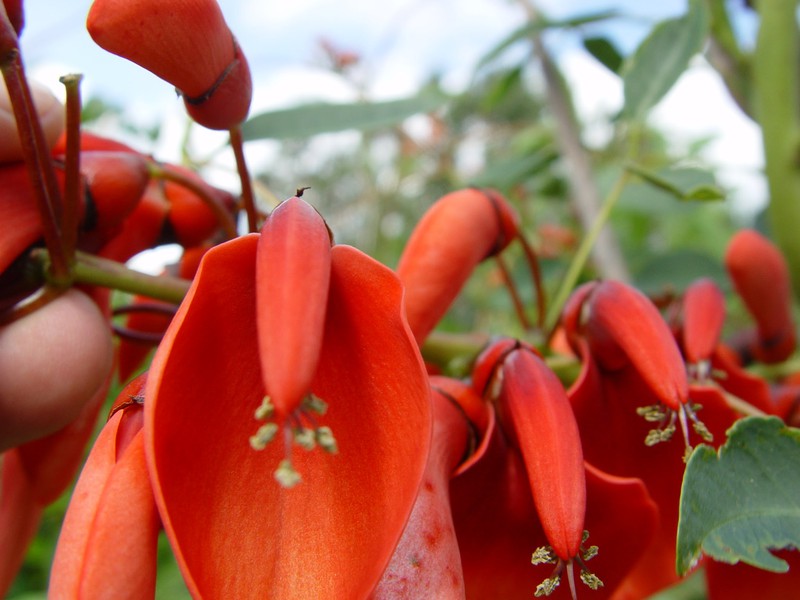 Plantas de Erythrina crista galli, ceibo. — Plantamus Vivero online