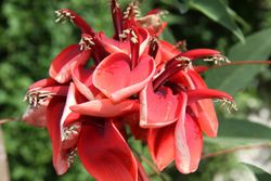 Ceibo, árbol del coral. Erythrina crista galli.