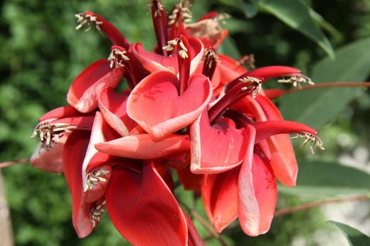 Ceibo, árbol del coral. Erythrina crista galli.