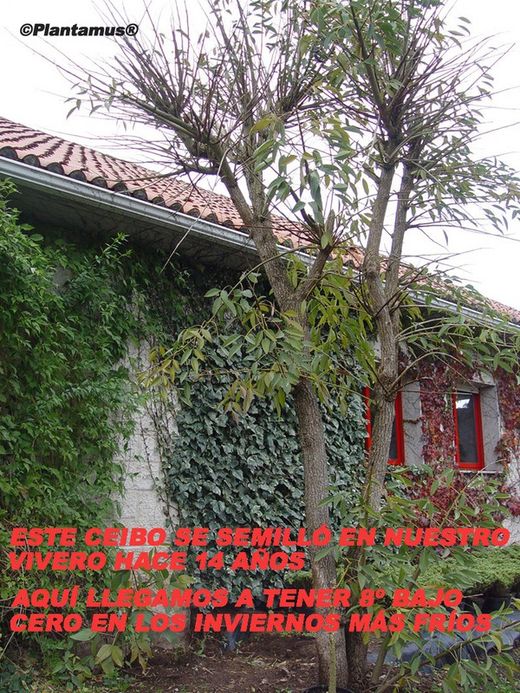 Ceibo, árbol del coral. Erythrina crista galli.