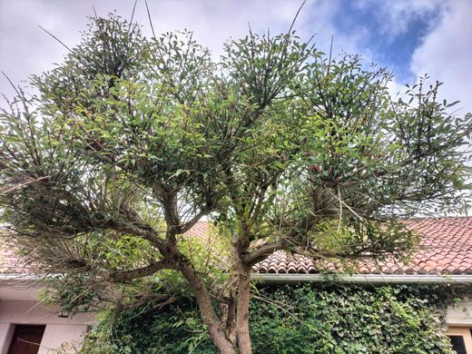 Ceibo, árbol del coral. Erythrina crista galli.