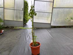 Ceibo, árbol del coral. Erythrina crista galli.