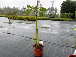 Ceibo, árbol del coral. Erythrina crista galli.