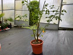 Ceibo, árbol del coral. Erythrina crista galli.