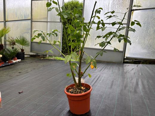 Ceibo, árbol del coral. Erythrina crista galli.