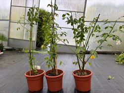 Ceibo, árbol del coral. Erythrina crista galli.