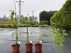 Ceibo, árbol del coral. Erythrina crista galli.