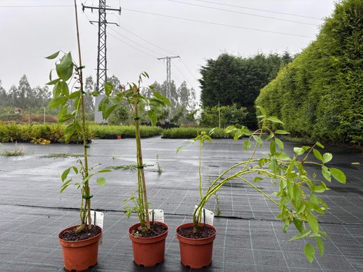 Ceibo, árbol del coral. Erythrina crista galli.