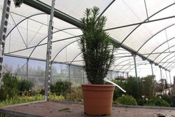 Cephalotaxus harringtonia "Fastigiata"