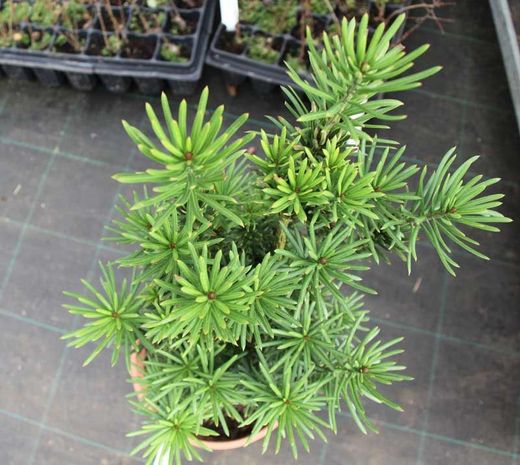 Cephalotaxus harringtonia "Fastigiata"