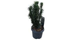 Cephalotaxus harringtonia "Fastigiata"