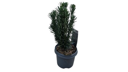 Cephalotaxus harringtonia "Fastigiata"