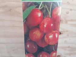 Skeena cereja auto-fértil em raiz