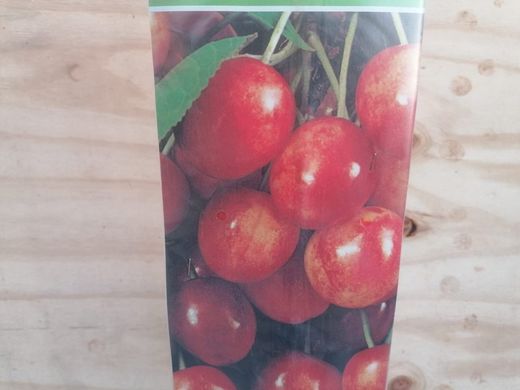 Skeena cereja auto-fértil em raiz