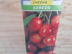 Skeena cereja auto-fértil em raiz