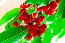 Skeena cereja auto-fértil em raiz